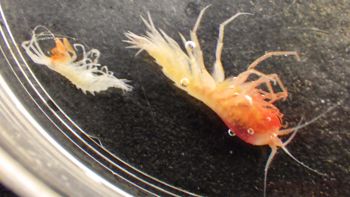 Media type: image;   Invertebrate Zoology 148163 Description: Live specimen.;